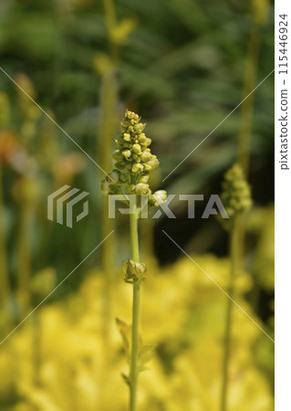 Coral Bells Electric Lime 115446924