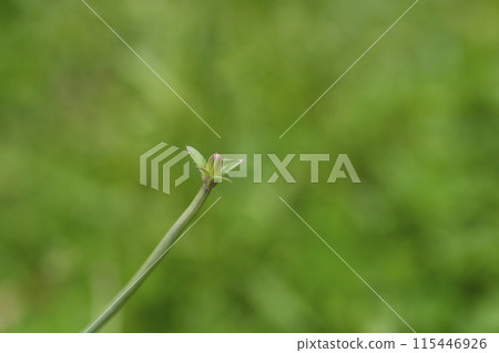 Wild chicory Wild chicory 115446926