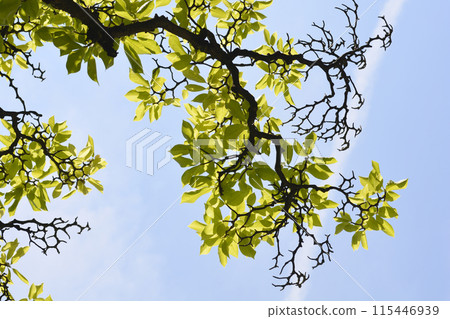 Magnolia tree Magnolia tree 115446939
