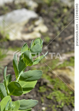 Stonecrop Lisa Stonecrop Lisa 115446940