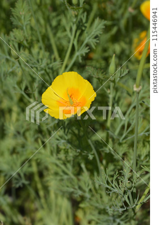 Golden poppy 115446941