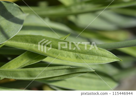 Great thrift 115446944