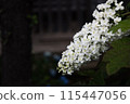 Kashiwaba hydrangea 115447056