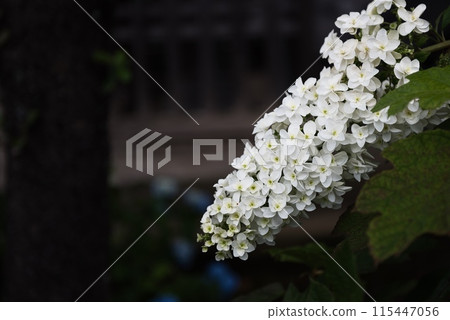 Kashiwaba hydrangea 115447056