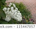 Kashiwaba hydrangea 115447057