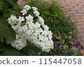 Kashiwaba hydrangea 115447058