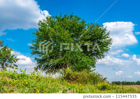 Tree green leaves on with a meadow Burnt rice stubble in a rice field after harvest with in country agriculture with fluffy clouds blue sky daylight background. 115447335
