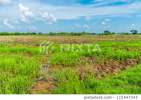 Scenic view landscape of Rice field green grass with field cornfield or in Asia country agriculture harvest with fluffy clouds blue sky daylight background. 115447343