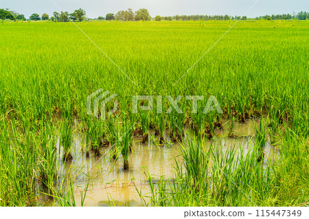 Scenic view landscape of Rice field green grass with field cornfield or in Asia country agriculture harvest with daylight background. 115447349