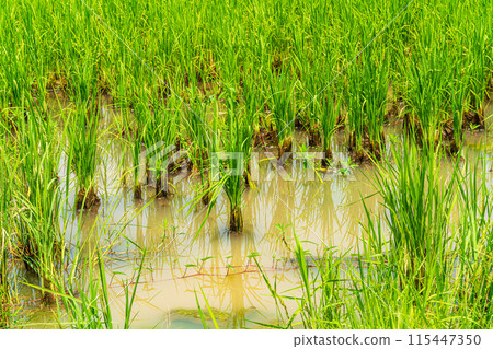 Scenic view landscape of Rice field green grass with field cornfield or in Asia country agriculture harvest with daylight background. Scenic view landscape of Rice field green grass with field cornfield or in Asia country agriculture harvest with daylight background. 115447350