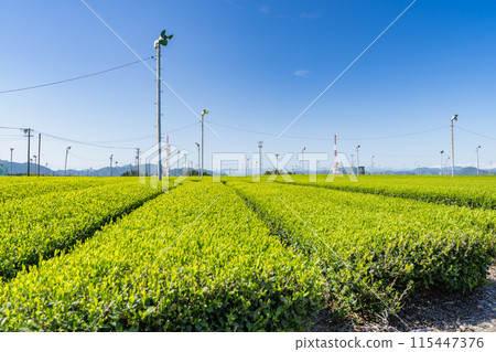 Tea fields illuminated by the morning sun at Makinohara Tea Garden in Shimada City (Shizuoka Prefecture) Tea fields illuminated by the morning sun at Makinohara Tea Garden in Shimada City (Shizuoka Prefecture) 115447376