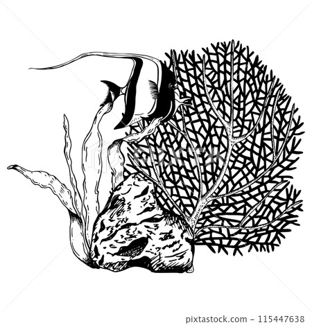 Coral reef underwater seabed composition with exotic Moorish idol fish. Hand drawn vector illustration isolated on white background. Black and white graphic sketch style Coral reef underwater seabed composition with exotic Moorish idol fish. Hand drawn vector illustration isolated on white background. Black and white graphic sketch style 115447638