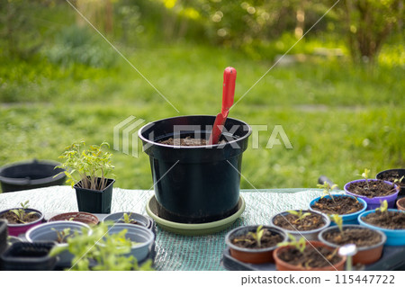 Big pot with small shovel and soil to transplant plants. Planting vegetables. Growing food near home. Planting and gardening concept. Early seedlings grown from seeds in plastic pots 115447722