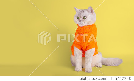 A charming white kitty in a yellow sweater, sitting on a yellow background 115447768