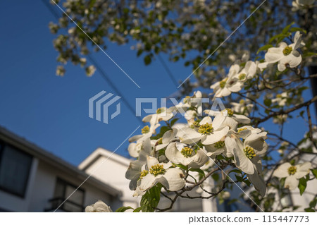 白花和藍天 白花和藍天 115447773
