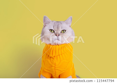 Close up of cute white cat in a yellow sweater, on a yellow background Close up of cute white cat in a yellow sweater, on a yellow background 115447794