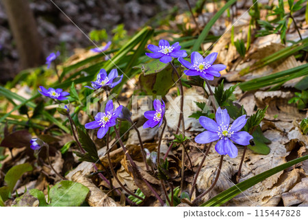 A delicate and elegant image of Hepatica nobilis, liverleaf or liverwort. Blooming violet flowers on colorful forest background. Floral wall art will decorate the wall. Wild flowers in nature 115447828
