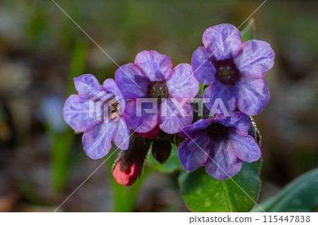 Vivid and bright pulmonaria flowers on green leaves background close up Vivid and bright pulmonaria flowers on green leaves background close up 115447838