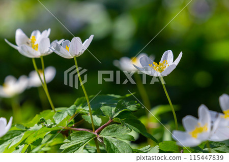 The many white wild flowers in spring forest. Blossom beauty, nature, natural. Sunny summer day, green grass in park. Anemonoides nemorosa The many white wild flowers in spring forest. Blossom beauty, nature, natural. Sunny summer day, green grass in park. Anemonoides nemorosa 115447839