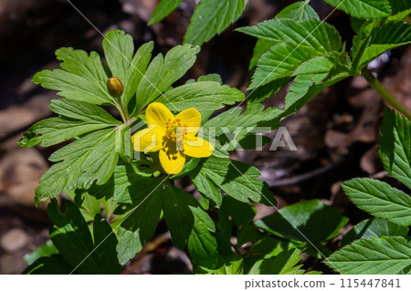 yellow anemone, yellow wood anemone, or buttercup anemone, in latin Anemonoides ranunculoides or Anemone ranunculoides yellow anemone, yellow wood anemone, or buttercup anemone, in latin Anemonoides ranunculoides or Anemone ranunculoides 115447841