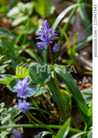 Scilla bifolia, the alpine squill or two-leaf squill, is a herbaceous perennial plant of the family Asparagaceae. Art photo of the early flowering plant Scilla bifolia, the alpine squill 115447843