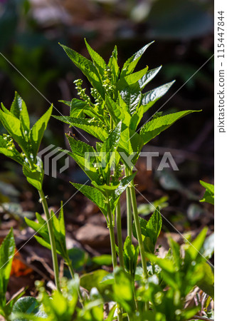 In the spring in the wild Mercurialis perennis grows in the forest 115447844