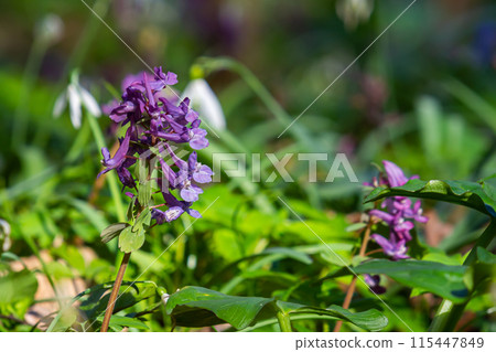 Corydalis blooms in spring in the wild in the forest Corydalis blooms in spring in the wild in the forest 115447849