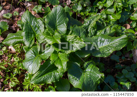 Cuckoopint or Arum maculatum arrow shaped leaf, woodland poisonous plant in family Araceae. arrow shaped leaves. Other names are nakeshead, adder's root, arum, wild arum, arum lily, lords-and-ladies Cuckoopint or Arum maculatum arrow shaped leaf, woodland poisonous plant in family Araceae. arrow shaped leaves. Other names are nakeshead, adder's root, arum, wild arum, arum lily, lords-and-ladies 115447850
