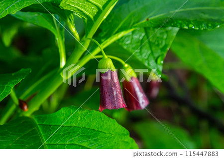 Scopolia carniolica, the European scopolia or henbane bell, is a poisonous plant belonging to the family Solanaceae 115447883