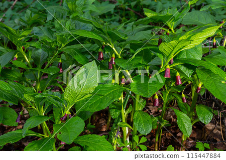 Scopolia carniolica, the European scopolia or henbane bell, is a poisonous plant belonging to the family Solanaceae 115447884