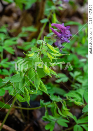 Corydalis blooms in spring in the wild in the forest Corydalis blooms in spring in the wild in the forest 115447893