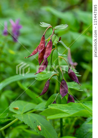 Corydalis blooms in spring in the wild in the forest 115447895