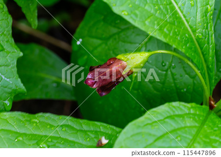 Scopolia carniolica, the European scopolia or henbane bell, is a poisonous plant belonging to the family Solanaceae 115447896