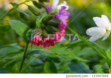 Vivid and bright pulmonaria flowers on green leaves background close up Vivid and bright pulmonaria flowers on green leaves background close up 115447899