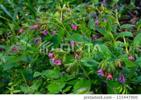 Vivid and bright pulmonaria flowers on green leaves background close up Vivid and bright pulmonaria flowers on green leaves background close up 115447900