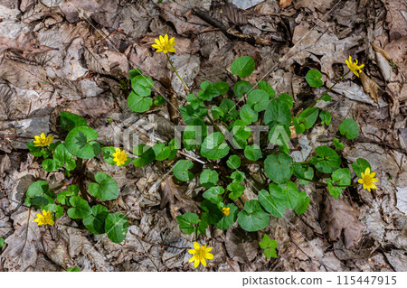 ranunculus ficaria verna pilewort lesser celandine 115447915