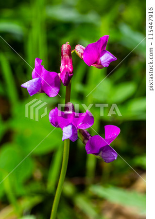 Lathyrus vernus in bloom, early spring vechling flower with blosoom and green leaves growing in forest, macro 115447916