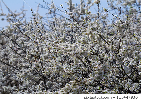 Prunus spinosa, called blackthorn or sloe, is a species of flowering plant in the rose family Rosaceae. Prunus spinosa, called blackthorn or sloe tree blooming in the springtime Prunus spinosa, called blackthorn or sloe, is a species of flowering plant in the rose family Rosaceae. Prunus spinosa, called blackthorn or sloe tree blooming in the springtime 115447930