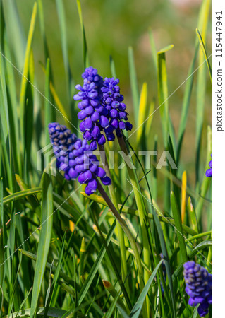 Blue buds flowers Muscari armeniacum or Grape Hyacinth. Viper bow 115447941
