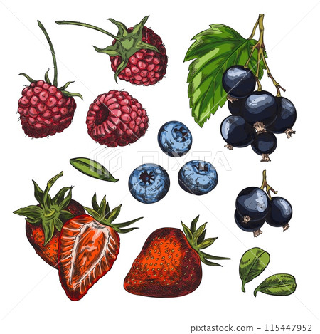 Vector set of berry collections on isolated background. 115447952