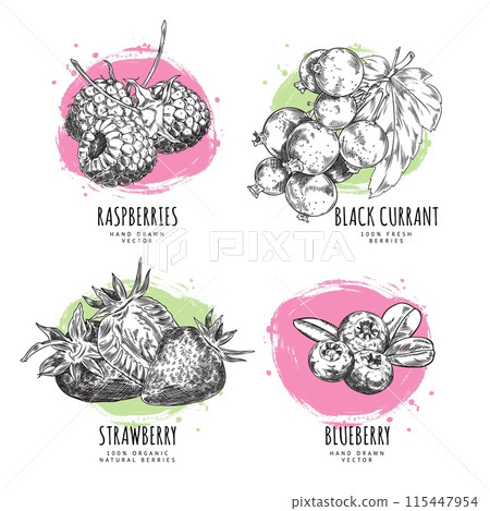 Fresh blueberries, strawberries, raspberries and black currant with leaves vector engraved hand drawn food design set Fresh blueberries, strawberries, raspberries and black currant with leaves vector engraved hand drawn food design set 115447954