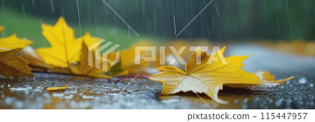 Yellow maple leaves lying on wet asphalt during rain 115447957
