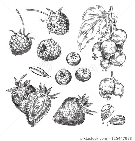 Berry sketches detailed vector set Berry sketches detailed vector set 115447958