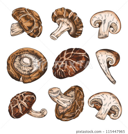 Shiitake mushrooms whole and cut hand drawn vector set from different sides, Asian raw brown fungi natural organic food 115447965