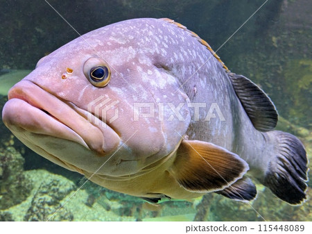 Big ugly fish in aquarium 115448089