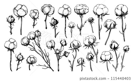 Doodle style cotton flowers icons set. Low detailed line sketch with crisp contours on a white background. Cotton flowers icons set low detailed line sketch crisp contours 115448403