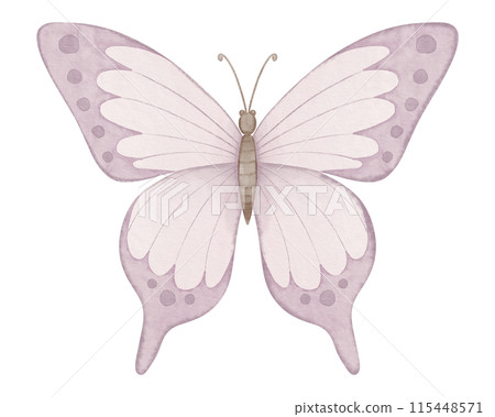 Pink butterfly watercolor illustration. Drawing of cute insect painted in pastel colors for baby birthday greeting cards or wedding invitations. Painting on isolated background for clipart. 115448571