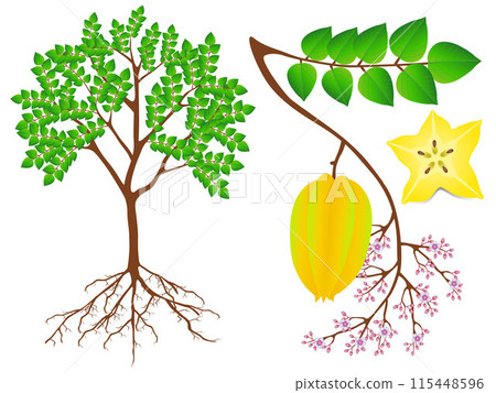 Showing parts of carambola plant on a white background. Showing parts of carambola plant on a white background. 115448596