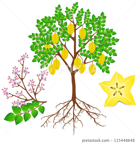 Carambola plant with fruits and flowers on white. 115448648