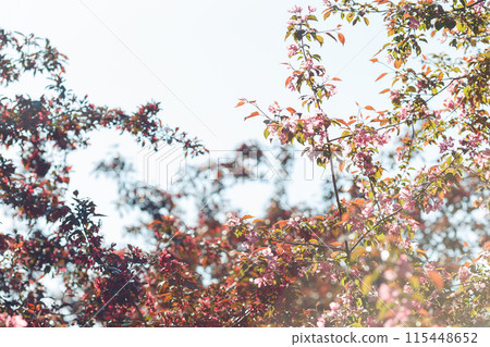 flowering branches of pink cherry in the garden against the sky. 115448652